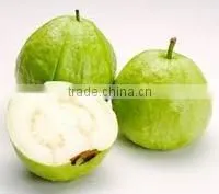 GOOD QUALITY Fresh White Guava photo-2