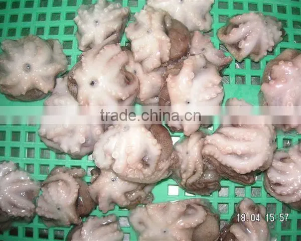 Frozen Baby Octopus Whole photo-3