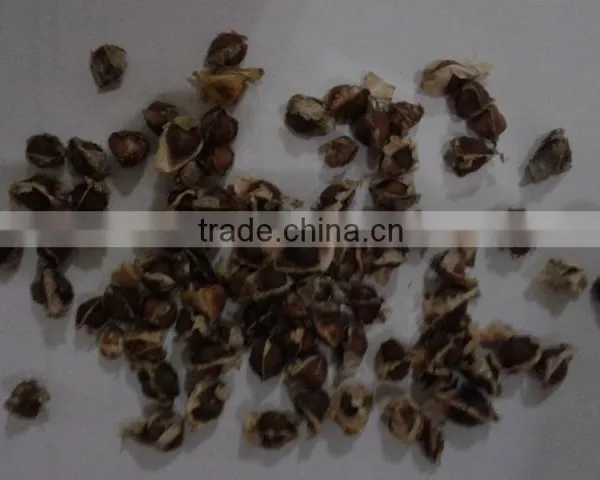 Moringa Seeds photo-3
