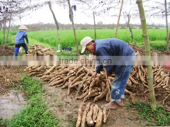 Hot Sale Tapioca Starch/cassava Flour/cassava Chips/tapioca Pearls for Food and Industry photo-6