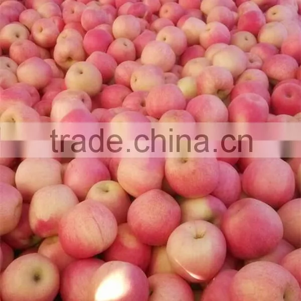 Red Color and Fresh Style Fuji Apple photo-2