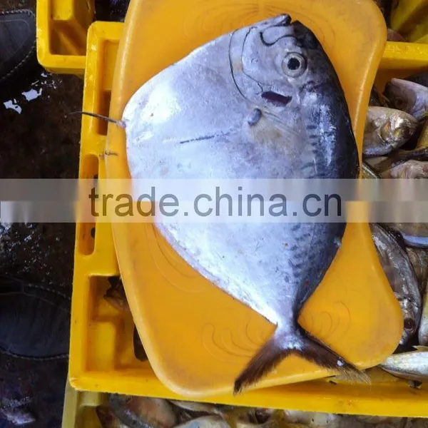 Frozen Moonfish
