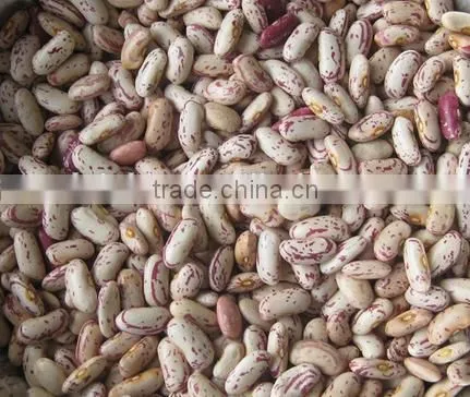 Light Speckled Kideny Bean photo-2