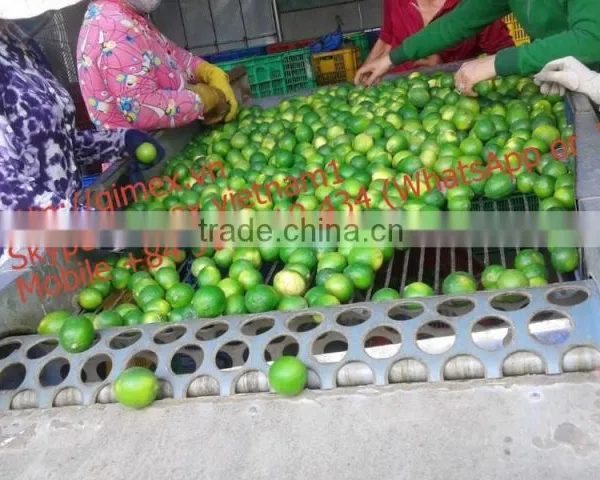 Fresh Lime Gimex Vietnam photo-3
