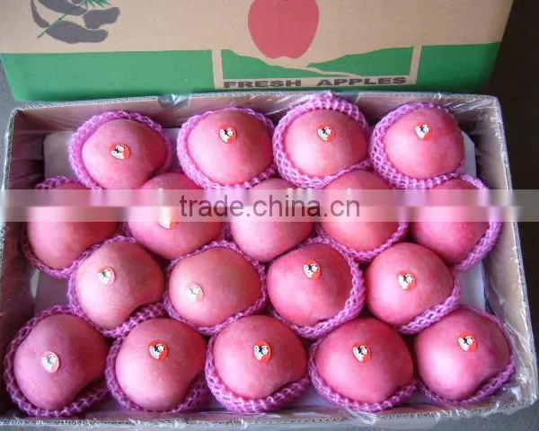 Apple Fuji Rosy Blush for Indonesia photo-2