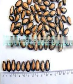 Black Dried Chinese Watermelon Seeds