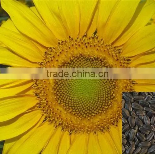 Non Gmo Sunflower Seeds Oil Seeds