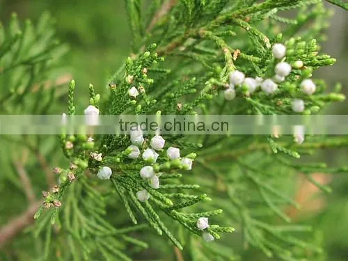 CEDARWOOD TERPENES (CUPARENE) photo-2