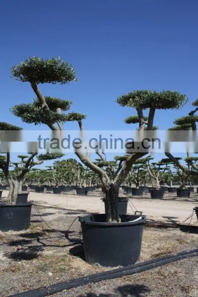 Olea Europaea "Pompon" Large Young Skin Trunk photo-4
