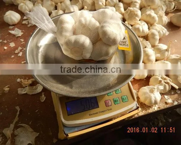 Garlic photo-3