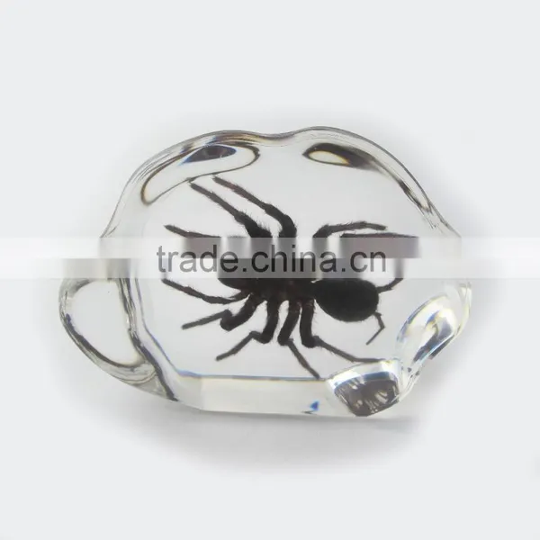 2016 New Design Promotional Gift Desk Decoration Real Insect photo-6