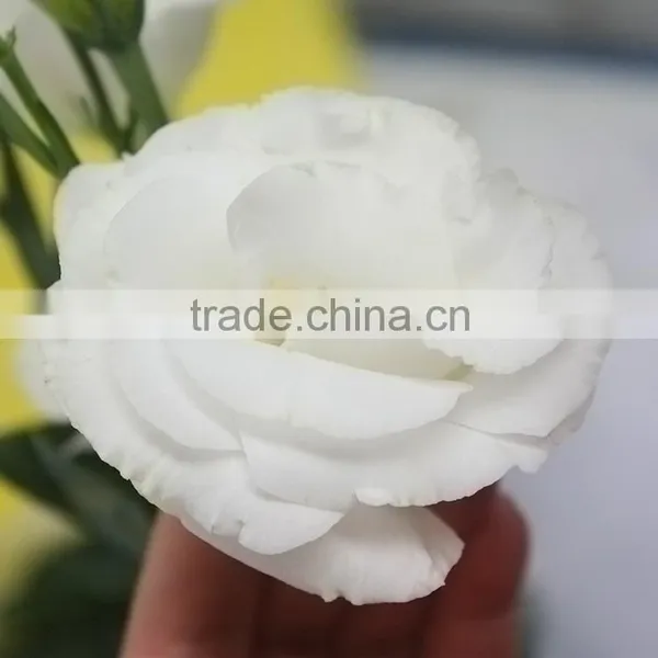 Super Quality OEM Natural Fresh Cut Flower Eustoma photo-6