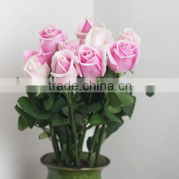 Top Quality Hot Selling Malia Roses Rose Plants and Jungle Roses photo-3