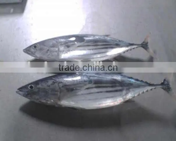 Skip Jack Tuna Fish