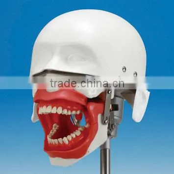 Conduction Anesthesia Model for Practice Extract and Anesthesia photo-3