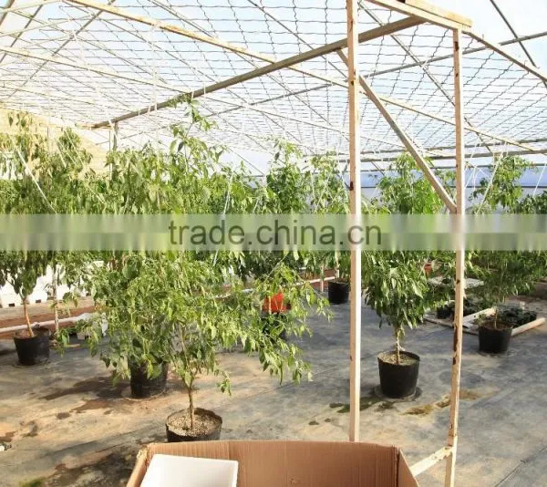 Venlo Garden Greenhouse for Mushroom photo-4