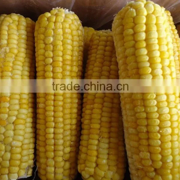 Chinese IQF Steamed Blanched IQF Frozen Sweet Corn Yellow Corn photo-2