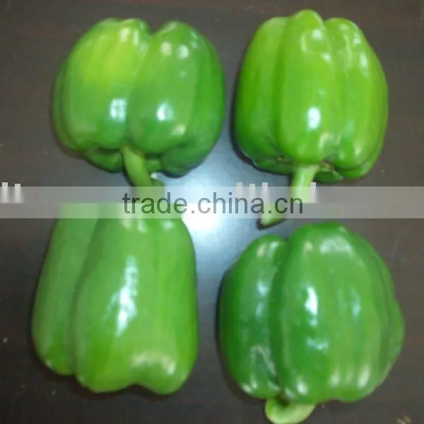 2013 NEW CROP FRESH BELL PEPPER photo-2