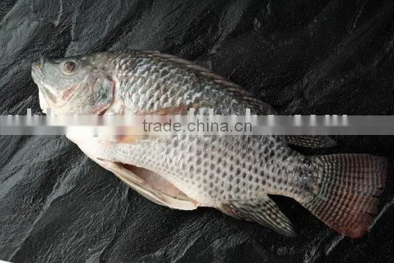 Frozen Tilapia