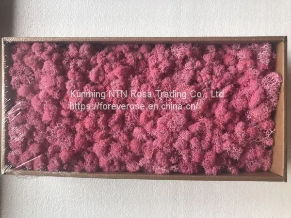 Creative Interior Decoration With Stabilized Lichen