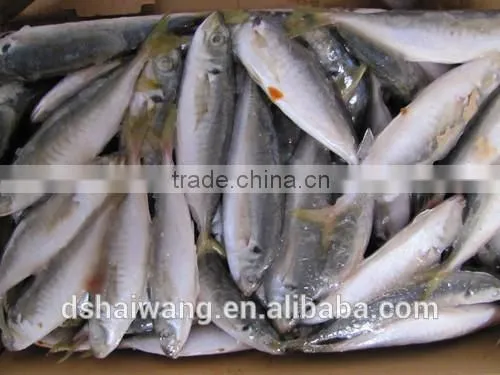 China Export Frozen Horse Mackerel Fish 100-120 Pcs photo-2