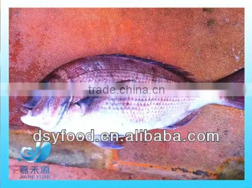 Supply New Catching Fresh Whole Seabream Fish photo-5
