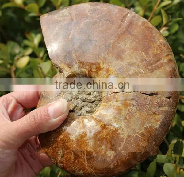 Wholesale Natural Snail Fossils Animals Fossils photo-4