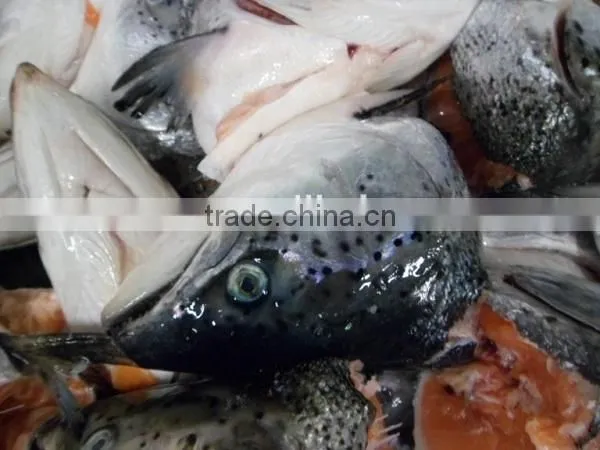 New Arrival Frozen Atlantic Salmon Head for Sale