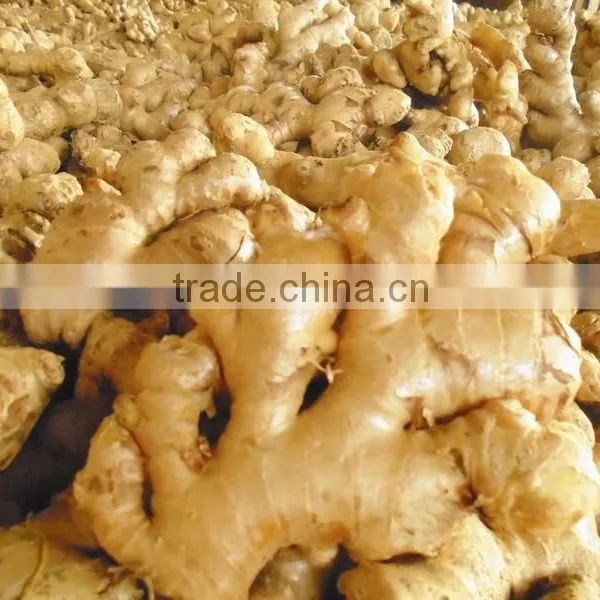 Old Fresh Ginger Price Cheap photo-2