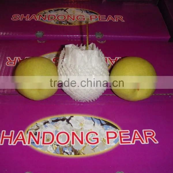 Super Shandong Pear Packed in Carton photo-6