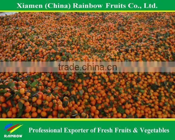 Shatang Mandarin photo-4