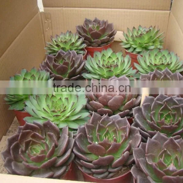 Echeveia 'Black Prince' of Succulent Plants photo-2