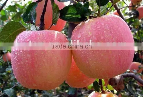 Apple Polyphenols / Phloretin / Phloridzin / Apple Extract photo-4