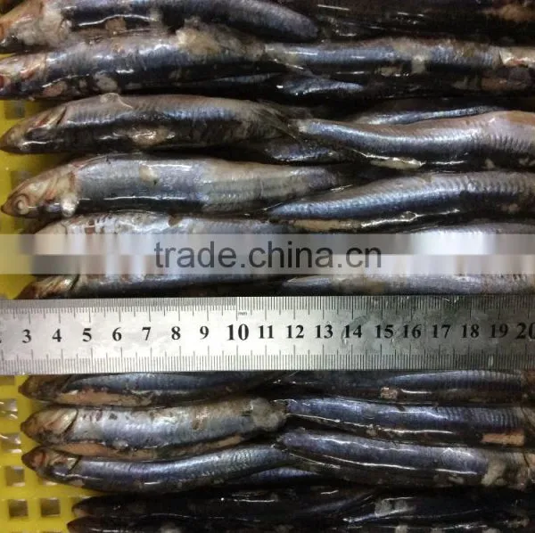 New Landing Sea Frozen Anchovy photo-5