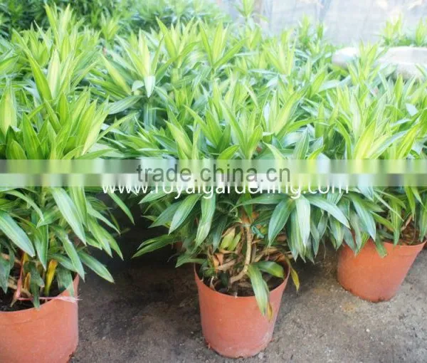 Dracaena Reflexa Ornamental Plants photo-3