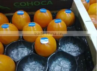 PP Nest Liner For Stone Fruit photo-2