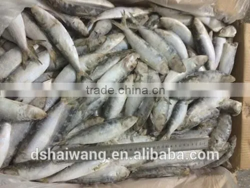 Land Frozen Whole Sardine From China photo-2