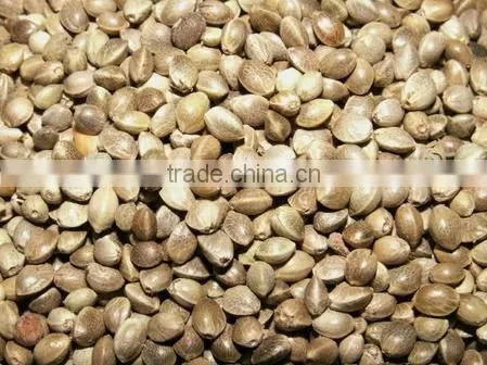 High Quality Hemp Seed Oil photo-4