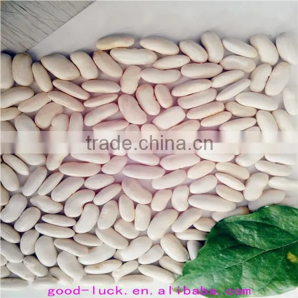White Kidney Beans (new Crop) photo-4