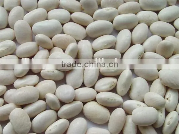 We Are Supply Kidney Beans, Medium White Kidney Beans With Competitive Price Quality Choice photo-6