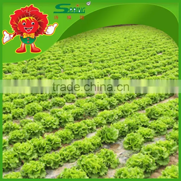 2016 Chinese Decorative Round Shape Green Iceberg Lettuce photo-2