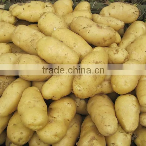 New Crop Fresh Potato photo-2