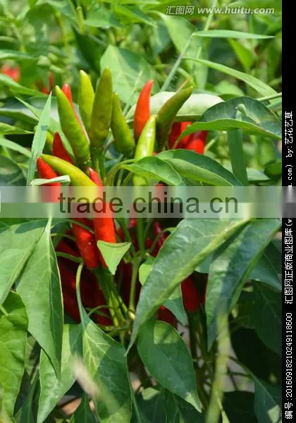 Chinese Dried Red Chilli photo-2