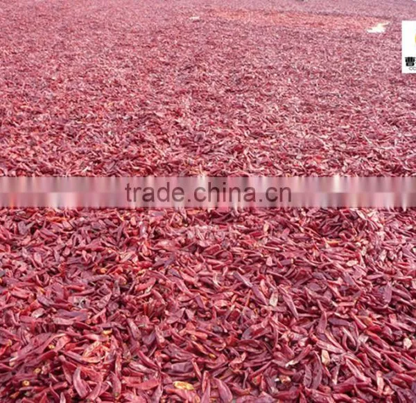 Dried Red Low Hot Chilli Yiduhong Chilli Yidu Chilli Stemless photo-3