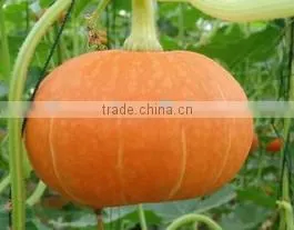 Pumpkin Puree Extract ISO, GMP, HACCP, KOSHER, HALAL Certificated photo-3