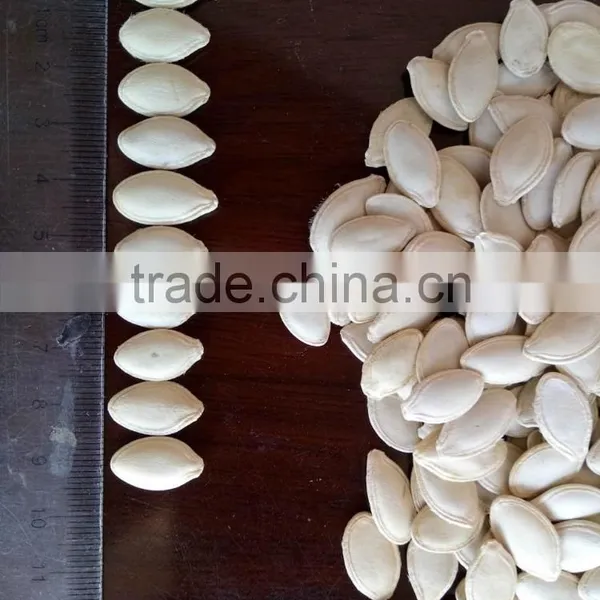 2015 New Crop Shine Skin Pumpkin Seeds photo-3