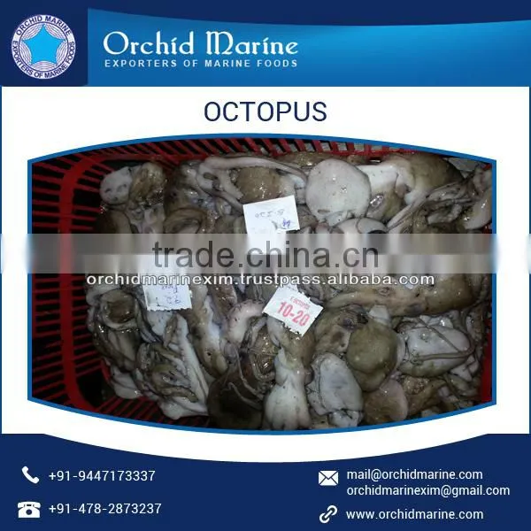Huge Quantity of Frozen Octopus Available in Different Sizes photo-2