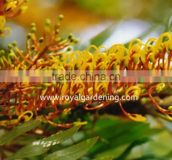 Grevillea Robusta Tropical Trees photo-2