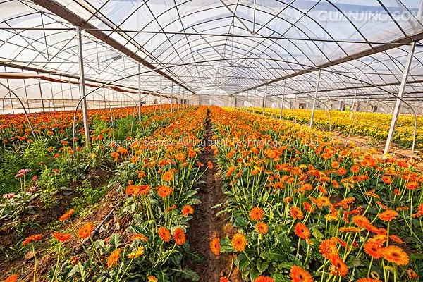 Китайский поставщик недорогой аграрной поликарбонатной теплицы для грибов