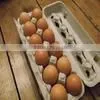 Paper Pulp Molded Eggs Tray photo-2